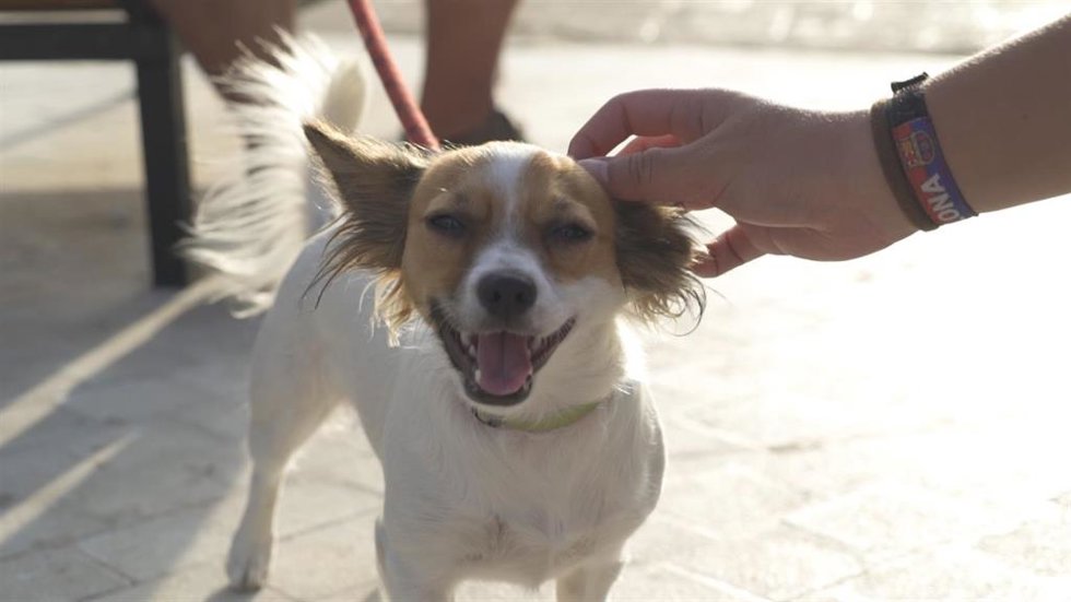 Archivo - Imagen de recurso de un perro.