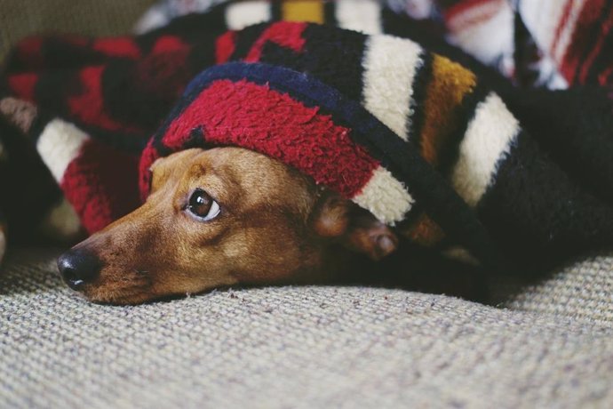 Tiendanimal y Clinicanimal avisan de que los petardos causan estrés a las mascotas y recomiendan protegerlos