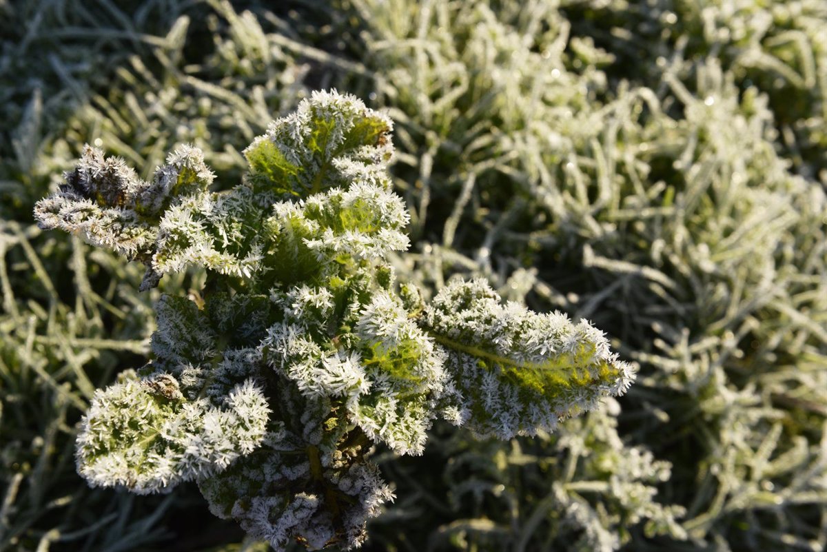 CyL despide 2024 con 7 provincias en riesgo por niebla o temperaturas de hasta -6ºC