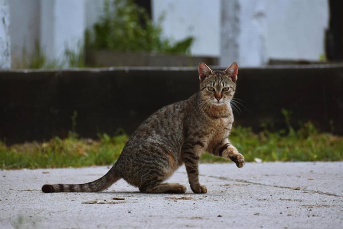 Archivo - Imagen de archivo de un gato.