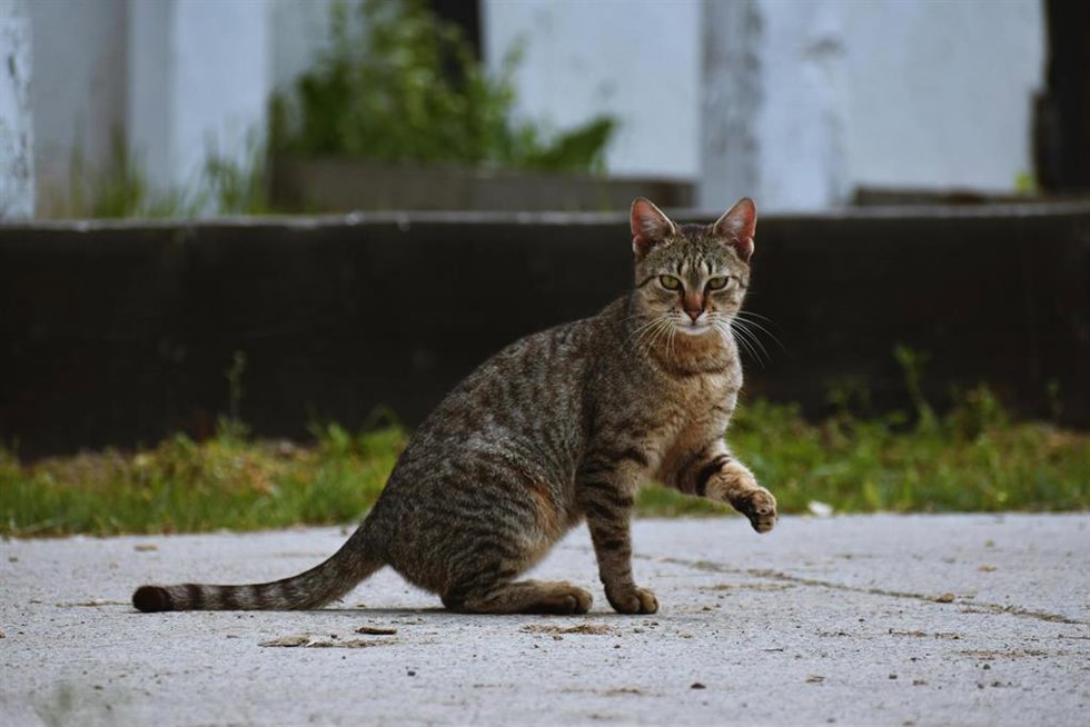 Archivo - Imagen de archivo de un gato.