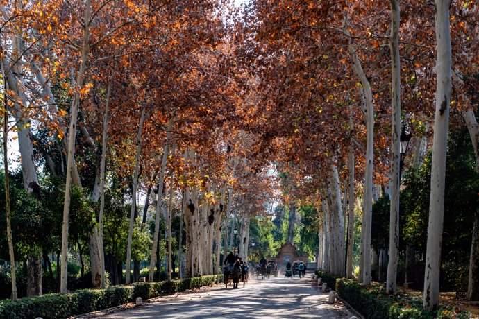 Coches de caballos por una de las avenidas del Parque de María Luisa,  en un día frío y soleado.