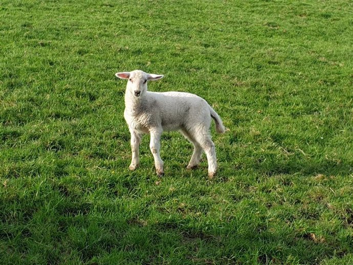 Archivo - Cabrito en Asturias