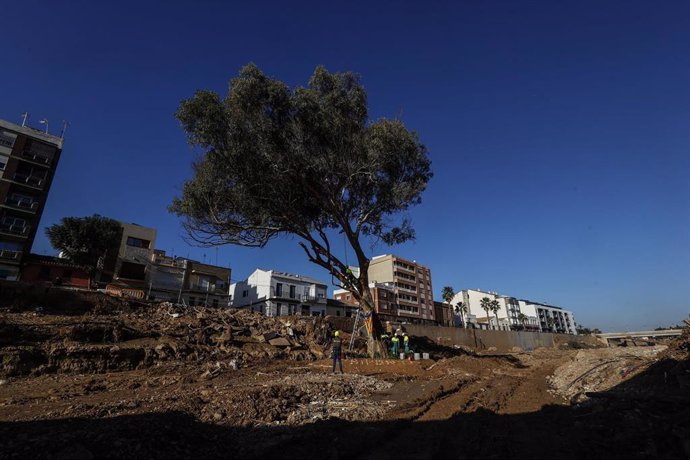 El eucalipto que ha resistido a la Dana en el barranco del Poyo, tras ser limpiado de los restos de la riada, en Paiporta (Valencia).