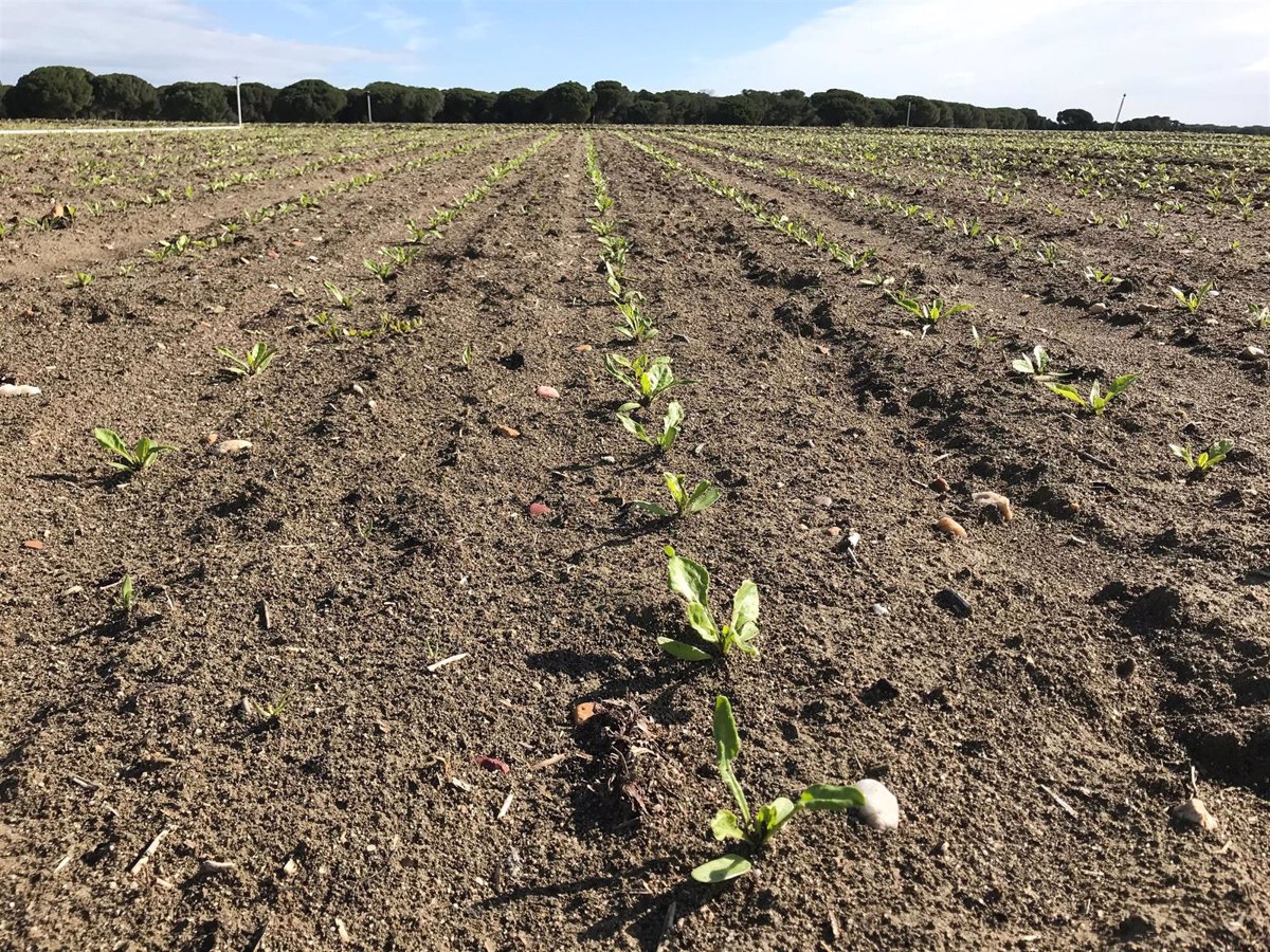 Santander apoya al sector agroalimentario de Andalucía con 1.200 millones de euros en 2024, un 12% más que en 2023