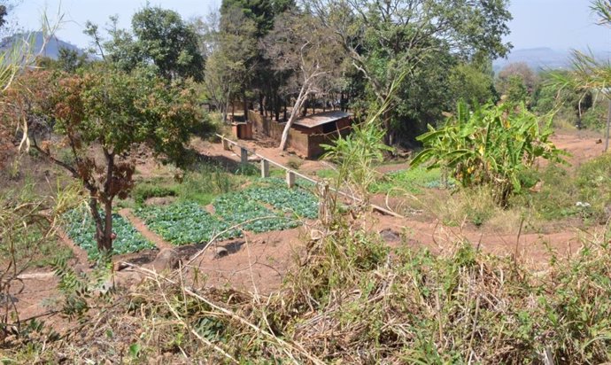 Los hogares rurales de África suelen cultivar muchos tipos diferentes de cultivos en sus pequeñas propiedades.