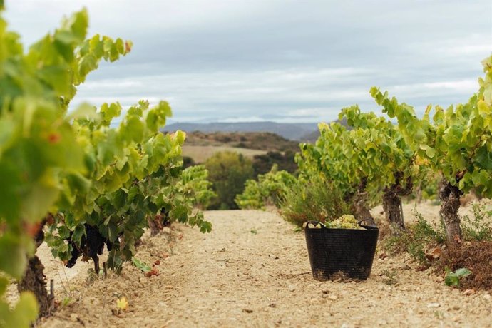 Archivo - Viñedo en La Rioja