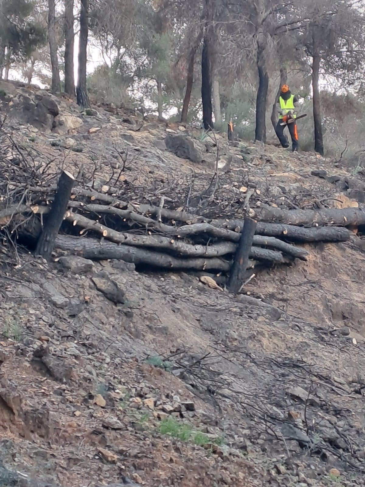 La Comunidad regenera la zona forestal de El Cabezo de El Palomar en el Parque Regional de El Valle y Carrascoy