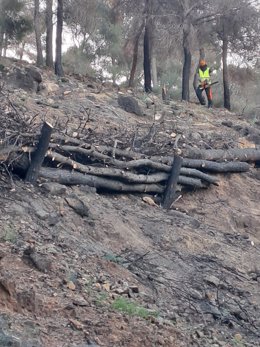 Regeneración que se está realizando en la zona forestal de El Cabezo de El Palomar, en el Parque Regional de El Valle y Carrascoy