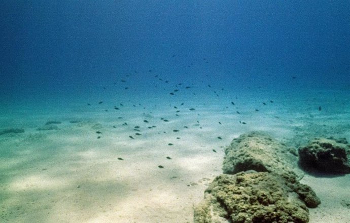 Grandes cantidades de carbono orgánico permanecen preservadas en los sedimentos marinos