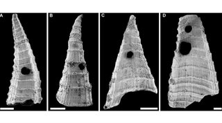 Ejemplos de conchas de Lapworthella fasciculata de la Formación Mernmerna, cordillera Flinders, Australia del Sur, que muestran los agujeros hechos por un depredador que las perfora. Las barras de escala representan 200 micrómetros