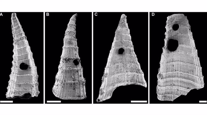 Ejemplos de conchas de Lapworthella fasciculata de la Formación Mernmerna, cordillera Flinders, Australia del Sur, que muestran los agujeros hechos por un depredador que las perfora. Las barras de escala representan 200 micrómetros