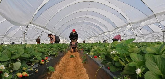 Archivo - Imagen de archivo de temporeros de Ecuador en la campaña de la fresa y los frutos rojos de Huelva.