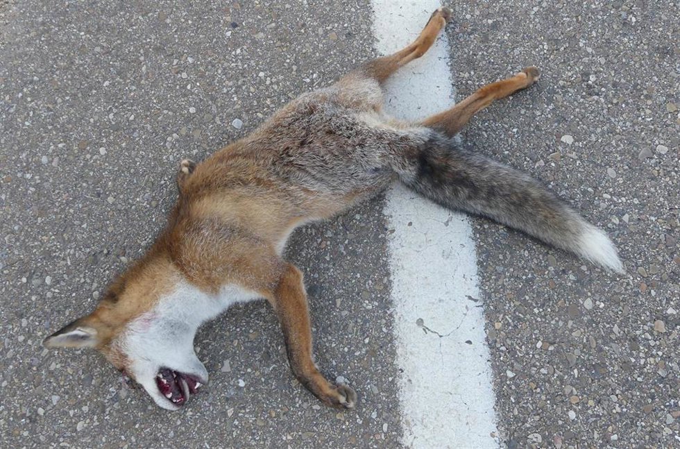 PACMA solicita al Ministerio de Transportes, Movilidad y Agenda Urbana los datos de los animales atropellados en el 2024