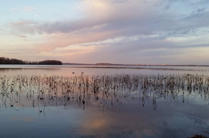 El equipo analizó material genético de microbios en un archivo único de muestras de agua recolectadas durante 20 años en el lago Mendota en Wisconsin.