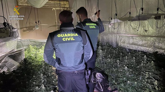 Cultivo de marihuana desmantelado por la Guardia Civil en Robledillo de Mohernando.