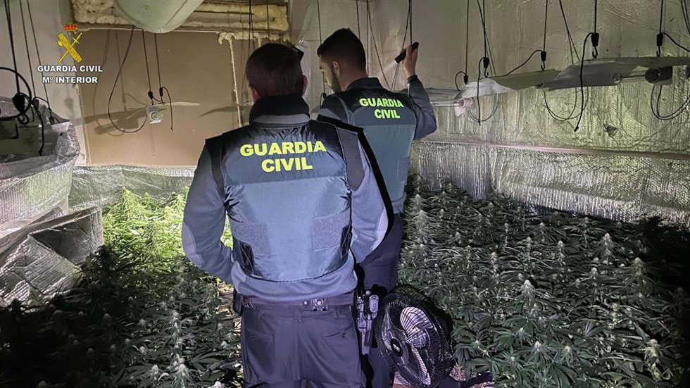 Cultivo de marihuana desmantelado por la Guardia Civil en Robledillo de Mohernando.