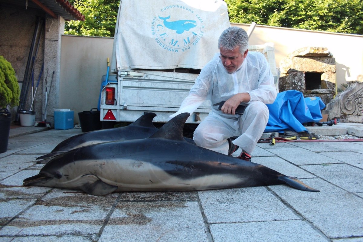 Los animales varados en las costas gallegas continúan al alza en 2024 con un nuevo récord