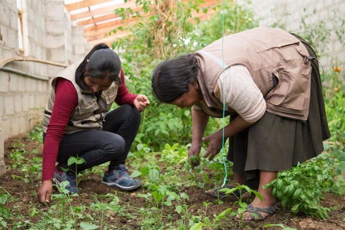 Proyecto de alimentación de la Junta en Bolivia