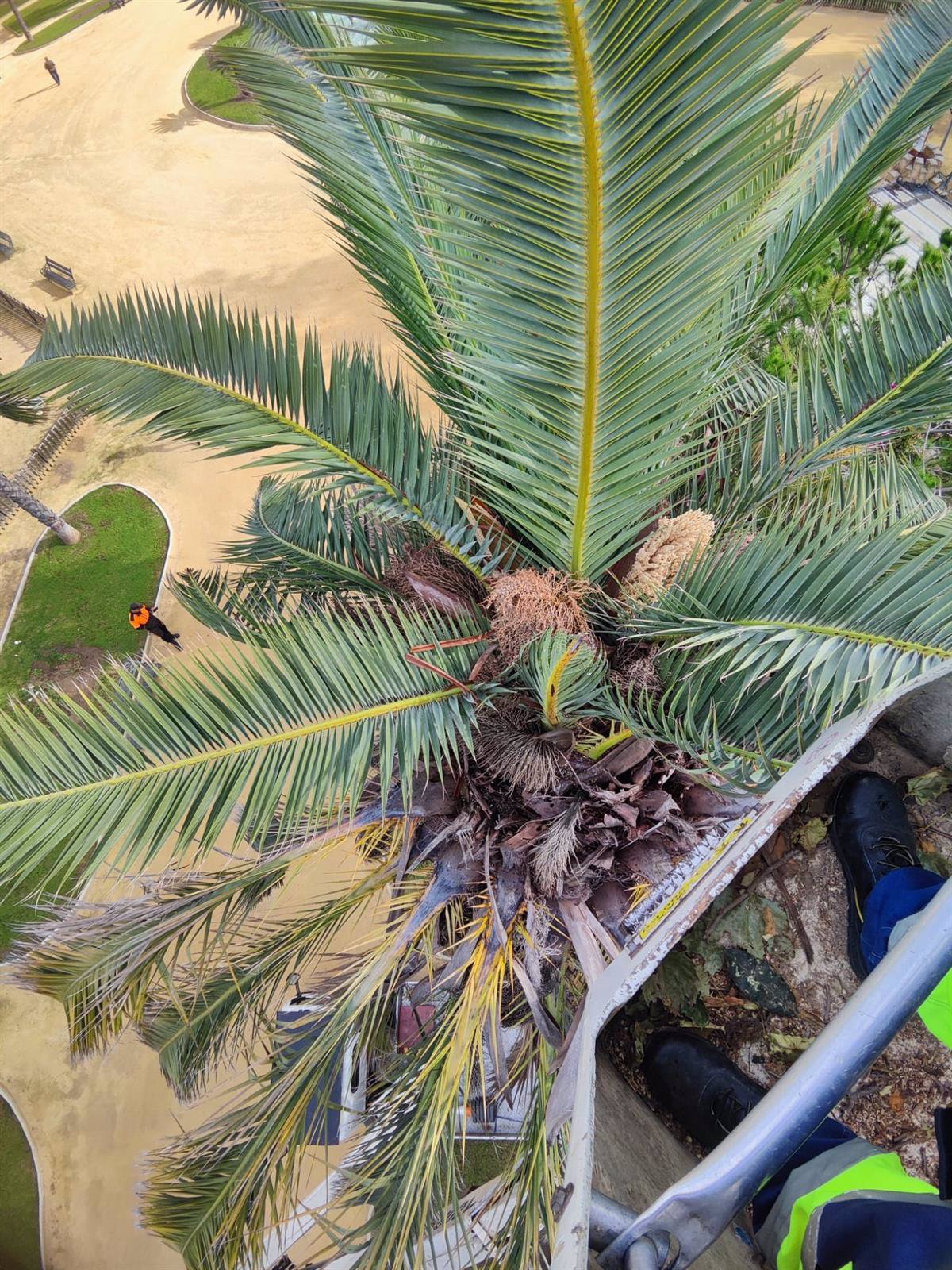 Herido grave con politraumatismos un hombre de 81 años tras caerle encima una palmera en Cáceres