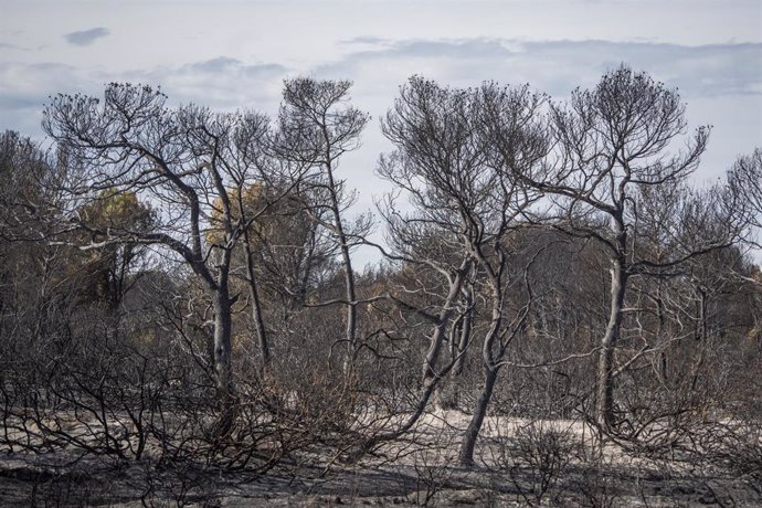 Archivo - Vegetación afectada por un incendio forestal, en una imagen de archivo