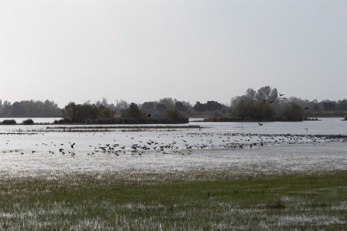 Doñana.