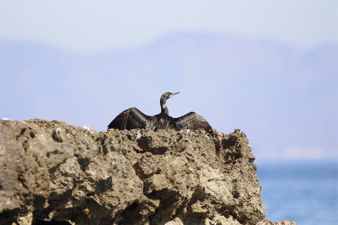 Un cormorán grande posado entre las rocas