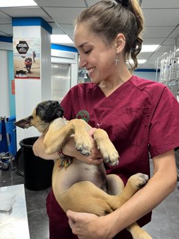 Una de las alumnas becadas durante sus prácticas en una clínica veterinaria.