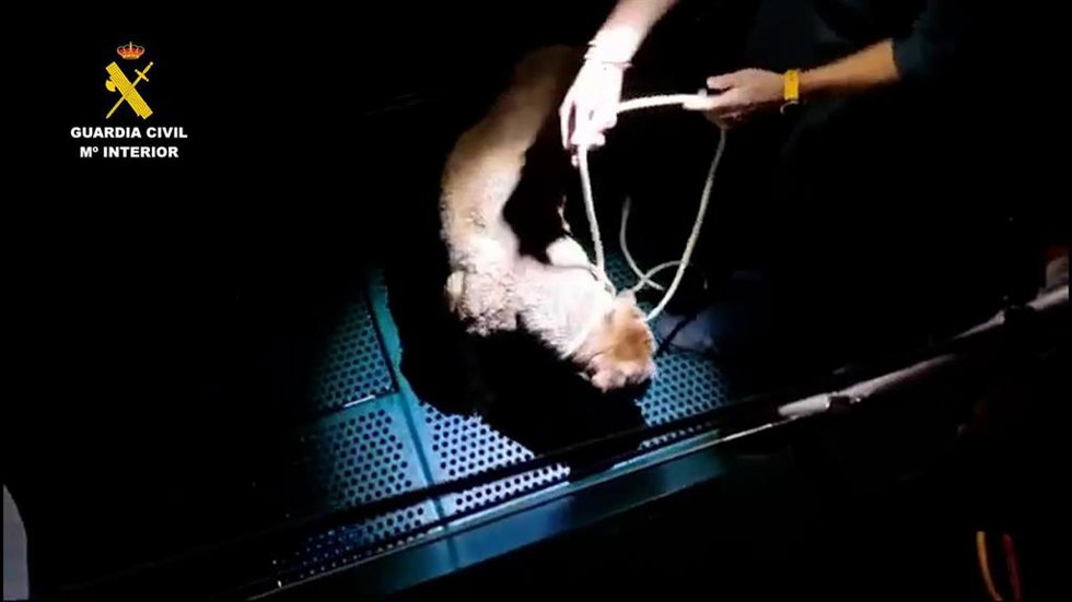 Rescate de un perro en Chipiona que cayó al mar al asustarse por los petardos