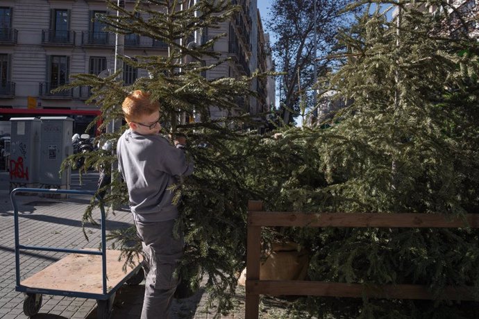 Punt de recollida d'arbres de Nadal de Barcelona