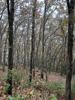 Archivo - Sierra de Gata lluviosa