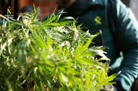 La Guardia Civil interviene más de 9 kilos de marihuana y detiene a una persona en Ribadesella