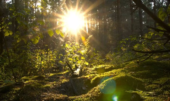 La inestabilidad de la capa de ozono retrasó la aparición de la vida vegetal en la Tierra miles de millones de años