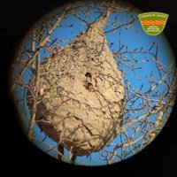 Agentes de Protección de la Naturaleza hallan en Fraga el nido de avispa asiática más al sur en la provincia de Huesca