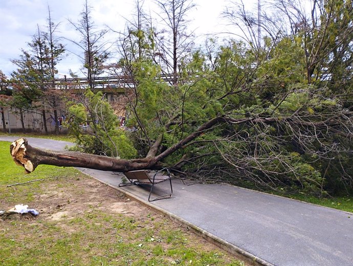 Archivo - Imagen de un árbol caído sobre un baanco en Barakaldo, a causa del viento