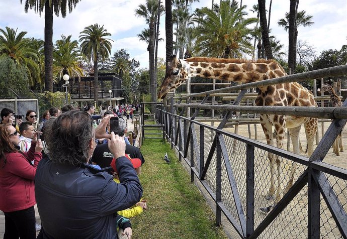 Visitantes fotografiando a las jirafas del Conservación de la Biodiversidad Zoobotánico de Jerez de la Frontera (Cádiz) en una imagen de archivo.