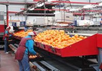 Asaja-A critica el "abuso de posición dominante" de las industrias cítricas en el sector del zumo de naranja