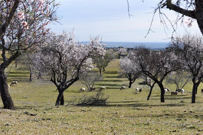 Archivo - Ovejas entre los almendros en flor en Garrovillas de Alconétar, 