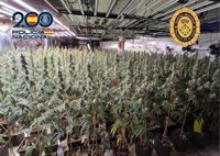 Desmantelan en Girona una vivienda dedicada al cultivo "indoor" de marihuana con 703 plantas