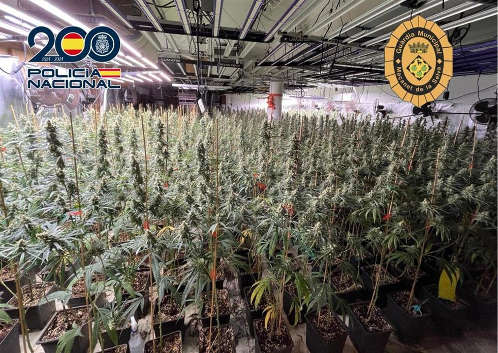 Cultivo de marihuana en la vivienda de Maanet de la Selva (Girona)
