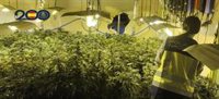 Un detenido y 800 plantas de marihuana intervenidas en una operación antidroga en barrio La Paz (Murcia)
