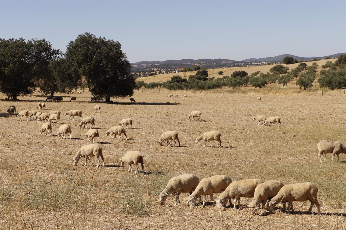 Extremadura Welcomes New Bluetongue Strategy: Voluntary Vaccination and Movement Without Restrictions