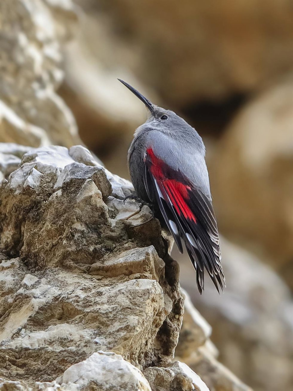 El treparriscos, elegido como Ave del Año 2025 de SEO/BirdLife por votación popular.