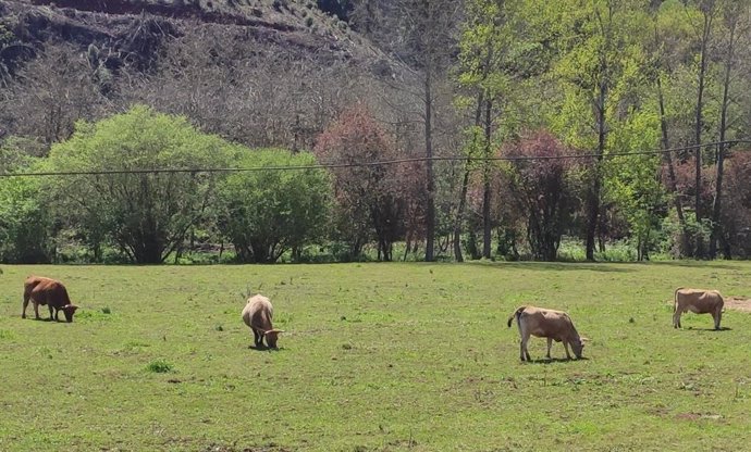 Archivo - Vacas en Asturias.