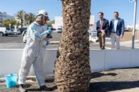 Censadas unas 75.000 palmeras en Lanzarote y tratan 2.000 de ellas para combatir la plaga de Diocalandra