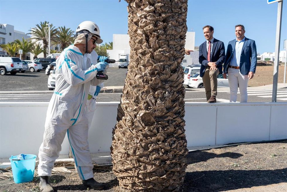 Censadas unas 75.000 palmeras en Lanzarote