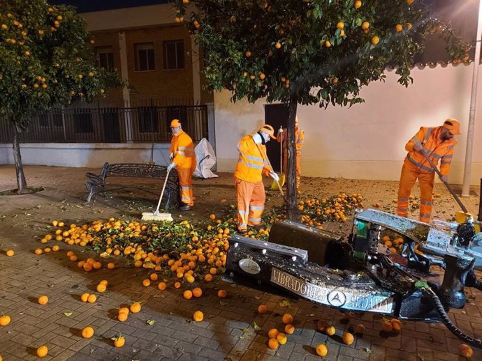 Archivo - Empleados de Sadeco con la recogida de naranjas.