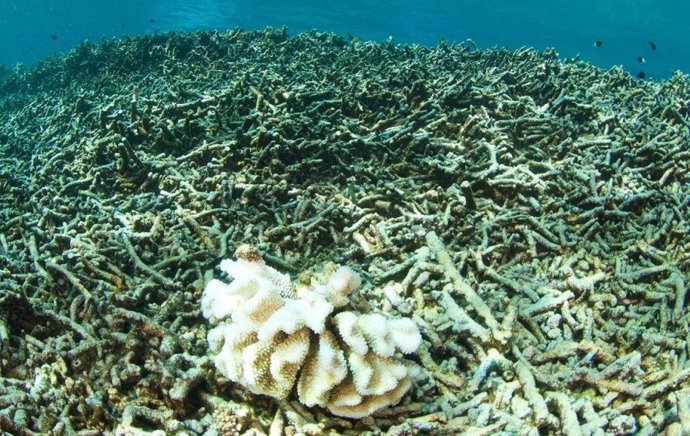 El calentamiento de los océanos provoca un blanqueamiento masivo de los arrecifes de coral, un importante ecosistema en el Pacífico.