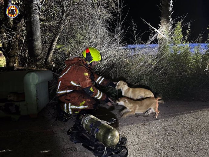 Perros rescatados