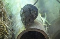 Bioparc forma la única pareja de España de la peculiar musaraña elefante con el objetivo de que pueda reproducirse